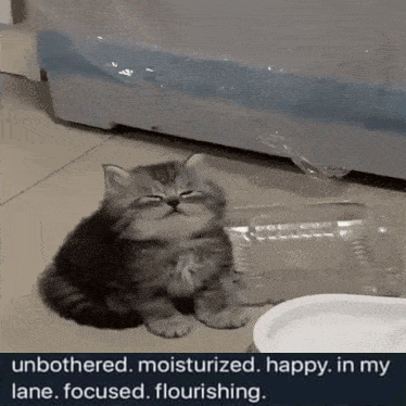 A Kitten Is Sitting On The Floor Next To A Plastic Container And A Plate . GIF