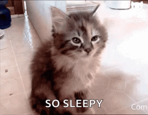 A Kitten Is Sitting On The Floor With The Words `` So Sleepy '' Written Next To It . GIF