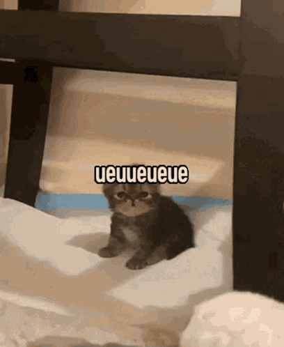 A Kitten Is Sitting Under A Table With The Words Ueueueuee Written Above It GIF
