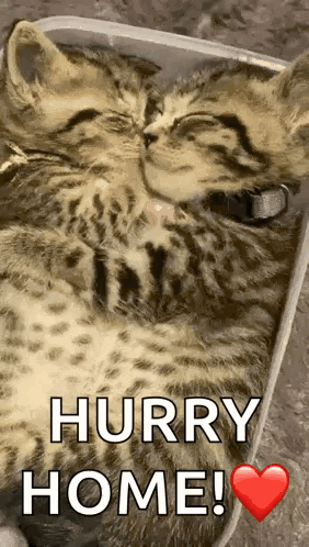 A Kitten Is Sleeping In A Box With The Words `` Hurry Home '' Written On It . GIF