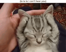 A Kitten Is Sleeping In A Person 'S Hand And Covering Its Eyes With Its Paws . GIF