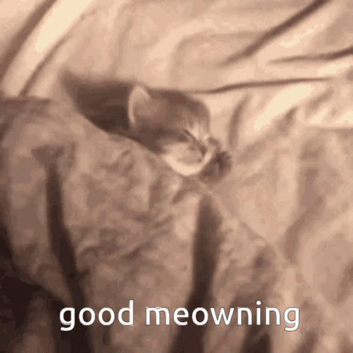 A Kitten Is Sleeping On A Bed With The Words " Good Meowning " Written Below It GIF