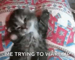 A Kitten Is Sleeping On A Bed With The Words `` Me Trying To Wake Up '' Written Below It . GIF