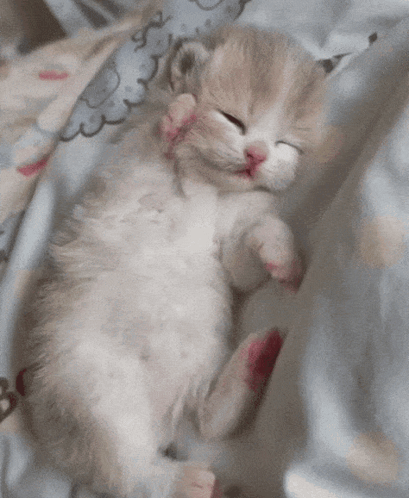 A Kitten Is Sleeping On A Blanket With Its Eyes Closed GIF