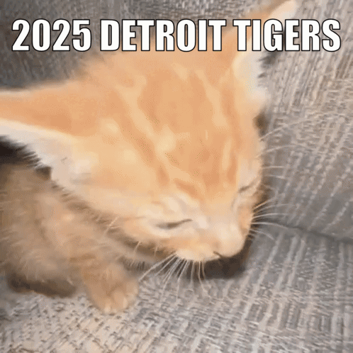 A Kitten Is Sleeping On A Couch With 2025 Detroit Tigers Written On The Bottom GIF