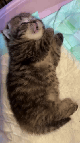 A Kitten Is Sleeping On Its Back On A Blanket GIF