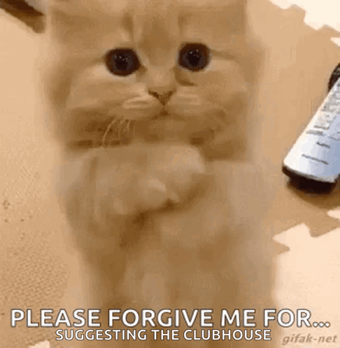 A Kitten Is Standing On Its Hind Legs And Asking For Forgiveness While A Remote Control Is In The Background . GIF