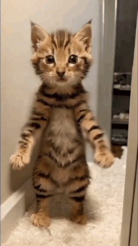 A Kitten Is Standing On Its Hind Legs And Looking At The Camera GIF