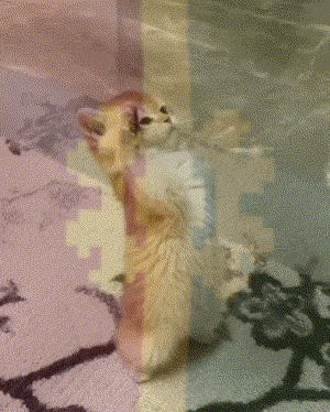 A Kitten Is Standing On Its Hind Legs And Looking Up GIF