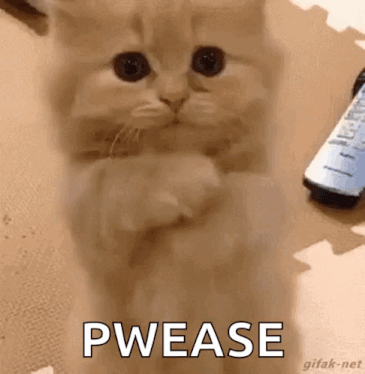 A Kitten Is Standing On Its Hind Legs And Says Pwease . GIF