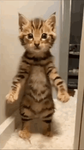 A Kitten Is Standing On Its Hind Legs In Front Of A Door . GIF