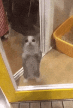 A Kitten Is Standing On Its Hind Legs In Front Of A Yellow Box . GIF
