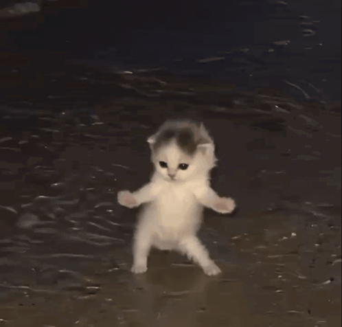 A Kitten Is Standing On Its Hind Legs In The Water GIF