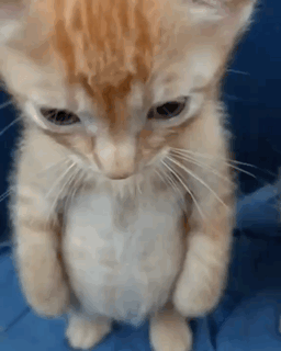 A Kitten Is Standing On Its Hind Legs Looking At The Camera GIF