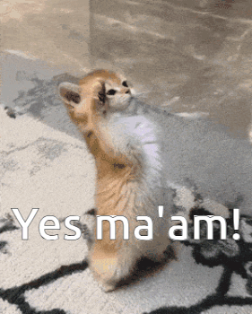 a kitten is standing on its hind legs on a rug and saying yes ma 'am !