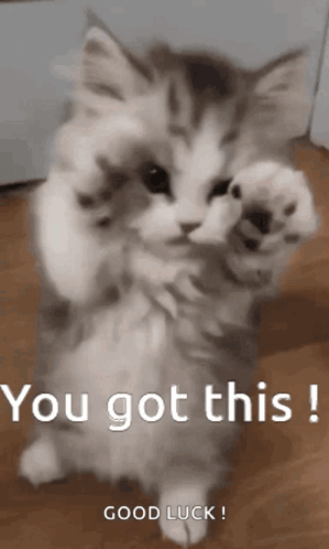 A Kitten Is Standing On Its Hind Legs On A Wooden Floor And Giving A High Five . GIF