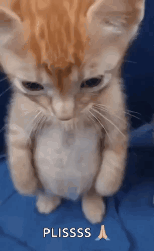 A Kitten Is Standing On Its Hind Legs With Its Paws Folded And The Word Plsss Written Below It GIF