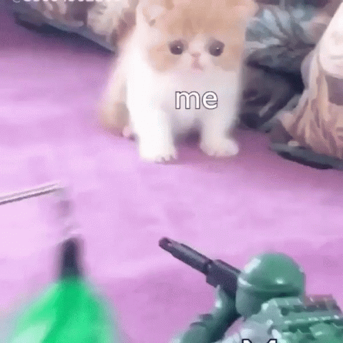 A Kitten Is Walking On A Purple Carpet Next To A Toy Soldier And A Green Bottle . GIF