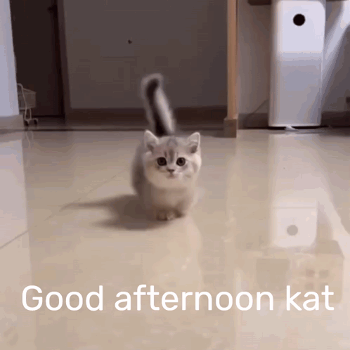 A Kitten Is Walking On A Tiled Floor With The Words Good Afternoon Kat Written On The Bottom GIF