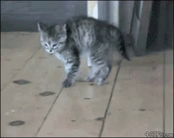 A Kitten Is Walking On A Wooden Floor With A 4Gifs.com Watermark At The Bottom GIF