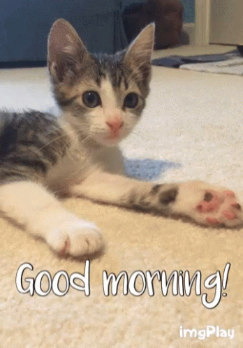 a kitten laying on a carpet with the words good morning written below it