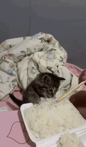 A Kitten Laying On A Pile Of Rice With Chopsticks GIF