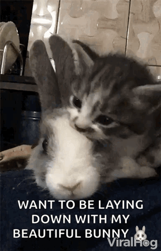 A Kitten Laying On Top Of A Bunny With A Caption That Says " Want To Be Laying Down With My Beautiful Bunny " GIF