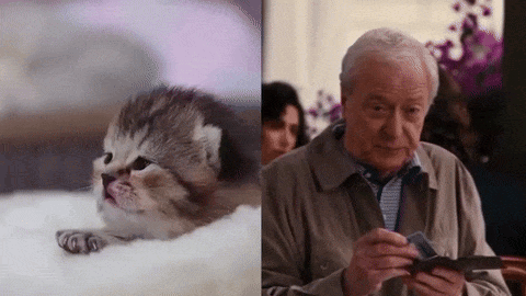 A Kitten Next To An Older Man Looking At A Wallet GIF