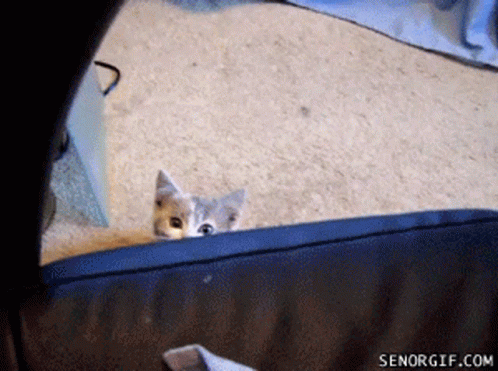 A Kitten Peeking Out From Behind A Blue Couch With Senorgif.com Written On The Bottom GIF