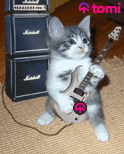 A Kitten Playing A Guitar In Front Of A Marshall Stack GIF