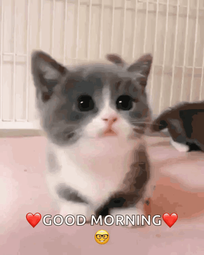A Kitten Says Good Morning With A Heart In The Corner GIF