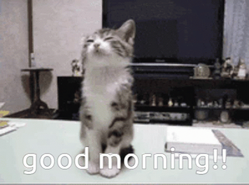 a kitten sitting on a table with the words " good morning " written on it