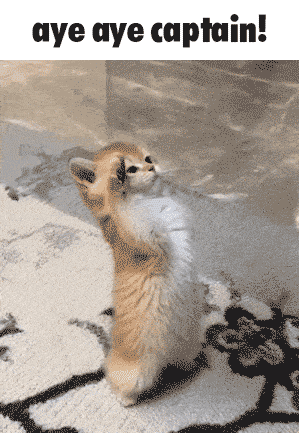 A Kitten Standing On Its Hind Legs With The Words Aye Aye Captain Written Above It GIF