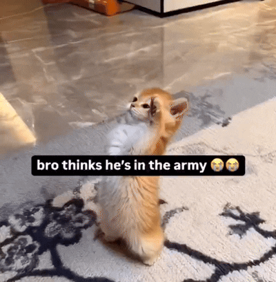 A Kitten Standing On Its Hind Legs With The Words Bro Thinks He 'S In The Army Above It GIF