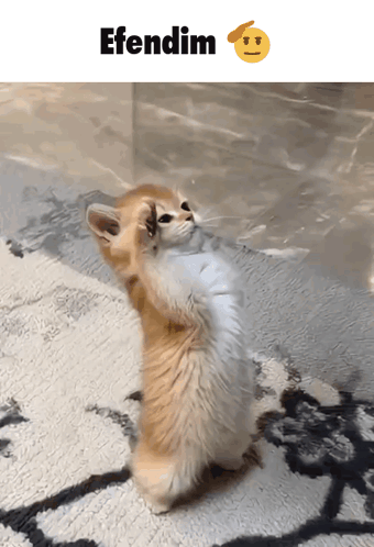 A Kitten Standing On Its Hind Legs With The Words Efendim Below It GIF