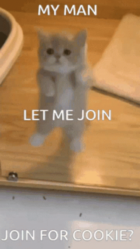 A Kitten Standing On Its Hind Legs With The Words My Man Let Me Join Join For Cookie Below It GIF