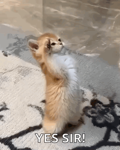 A Kitten Standing On Its Hind Legs With The Words Yes Sir Written On The Bottom GIF