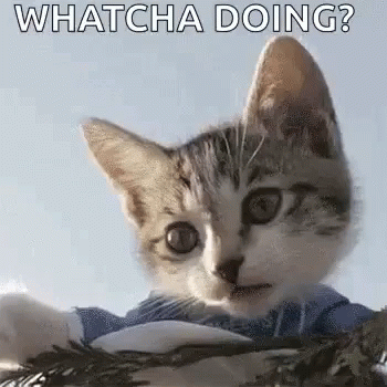 A Kitten Wearing A Blue Shirt Is Looking At The Camera With The Words `` Whatcha Doing '' . GIF