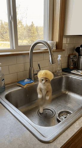 a kitten wearing a sponge hat is standing in a sink