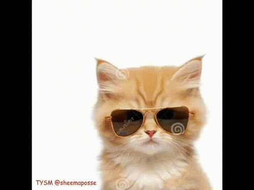 A Kitten Wearing Sunglasses Looks At The Camera GIF