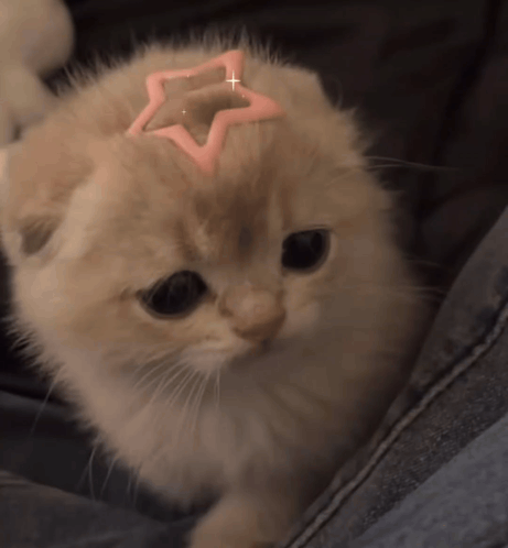 A Kitten With A Pink Star On Its Head Looks At The Camera GIF