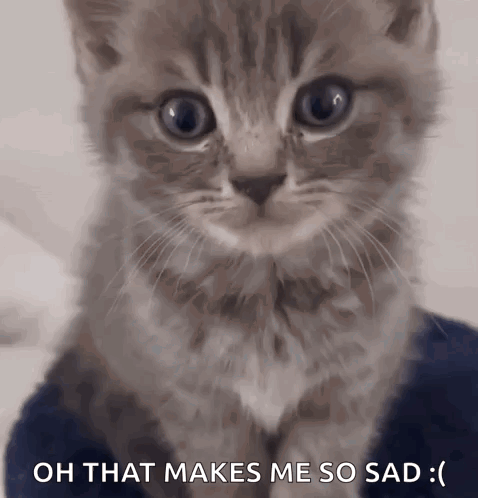 A Kitten With A Sad Look On Its Face And The Words Oh That Makes Me So Sad GIF