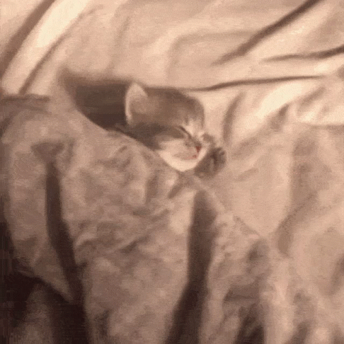 A Kitten Wrapped In A Blanket Is Sleeping On A Bed GIF