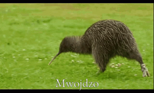 A Kiwi Bird Is Running Through A Grassy Field With The Word Mwojdzo Written In White GIF