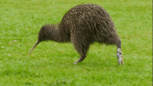 A Kiwi Bird Is Walking Across A Grass Field GIF