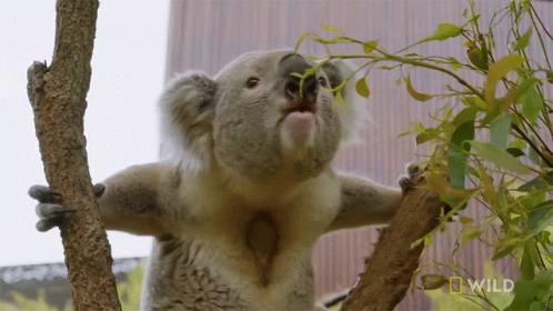 A Koala Bear Is Eating Leaves From A Tree Branch With A Wild Logo In The Background GIF