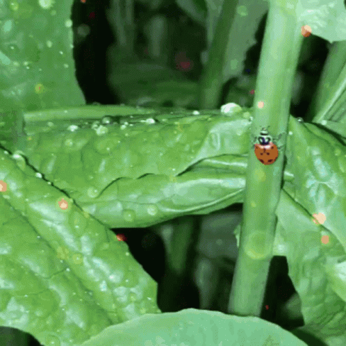 A Ladybug Is Sitting On A Green Leaf With Water Drops GIF
