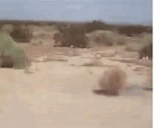 A Landscape Of A Desert With Trees And Bushes In The Background . GIF