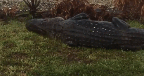 A Large Alligator Is Laying Down In The Grass GIF