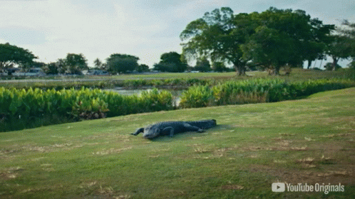 A Large Alligator Is Laying On A Grassy Field With A Youtube Originals Logo In The Corner GIF